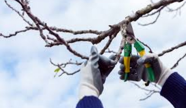 Fotka - Zber konárov na rok 2026 - harmonogram